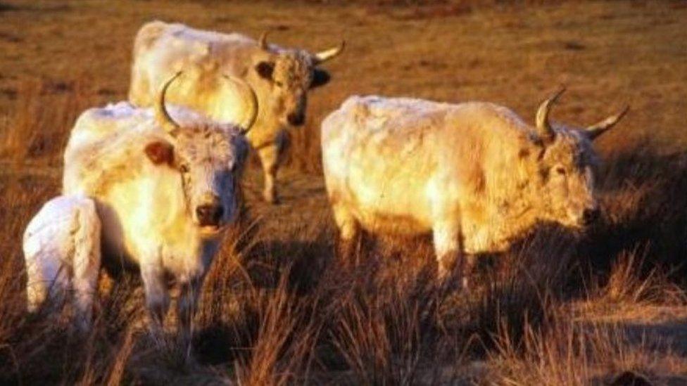 Three cattle