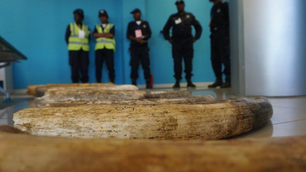 Ivory guarded by police, Angola 2016