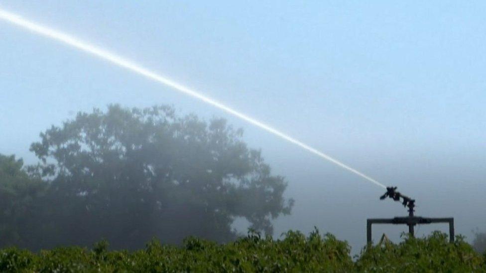 Crops being sprayed with water