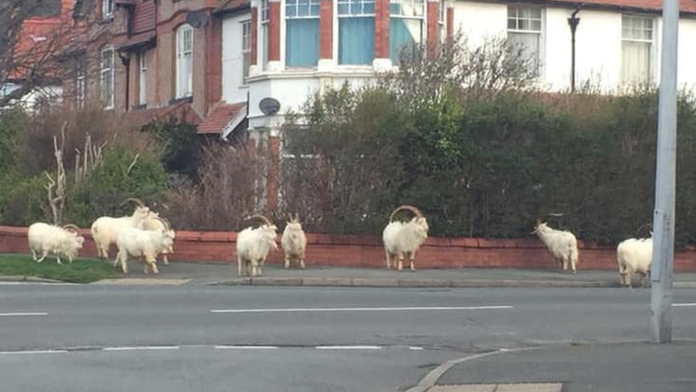 A herd of goats on a Llandudno road