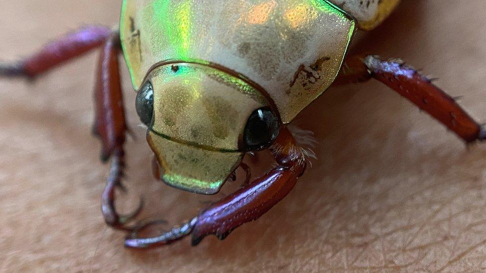 An iridescent beetle sits on an arm