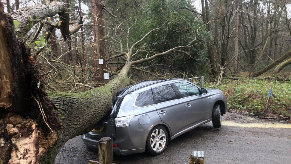 The fallen tree landed on the roof of the car