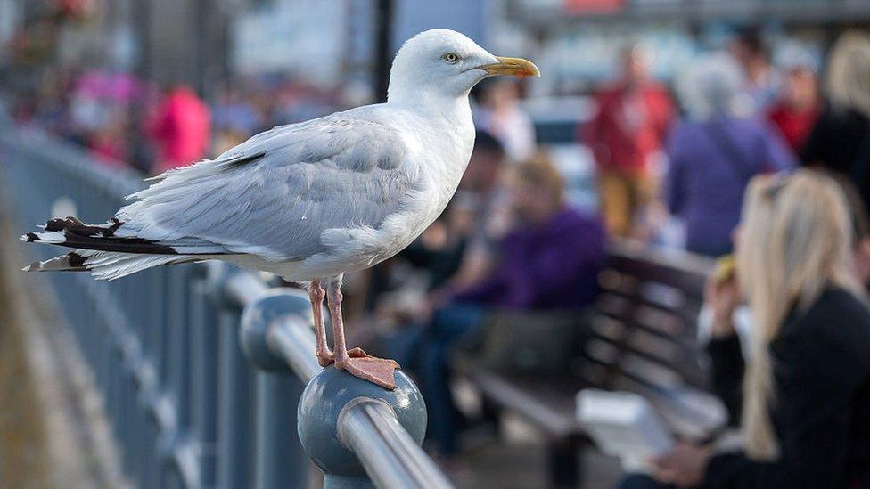 Seagull