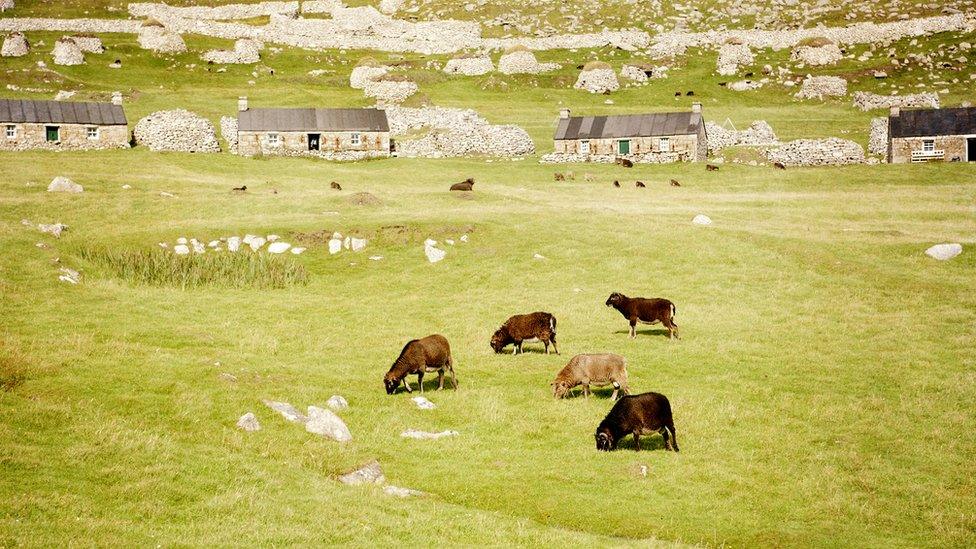 St Kilda sheep