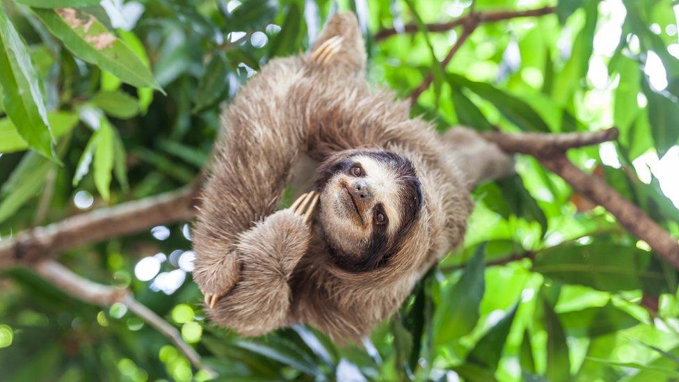 A sloth climbing in a tree