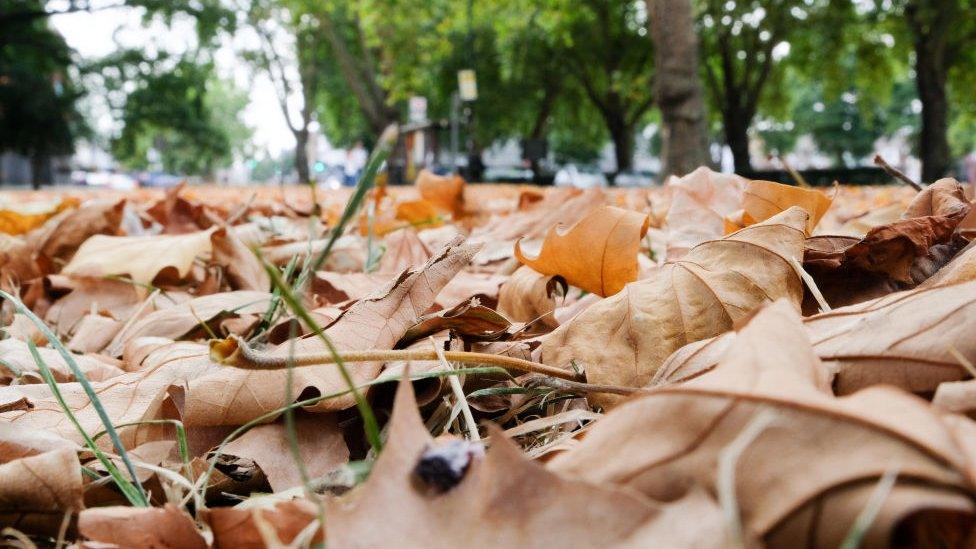 Fallen leaves, north London