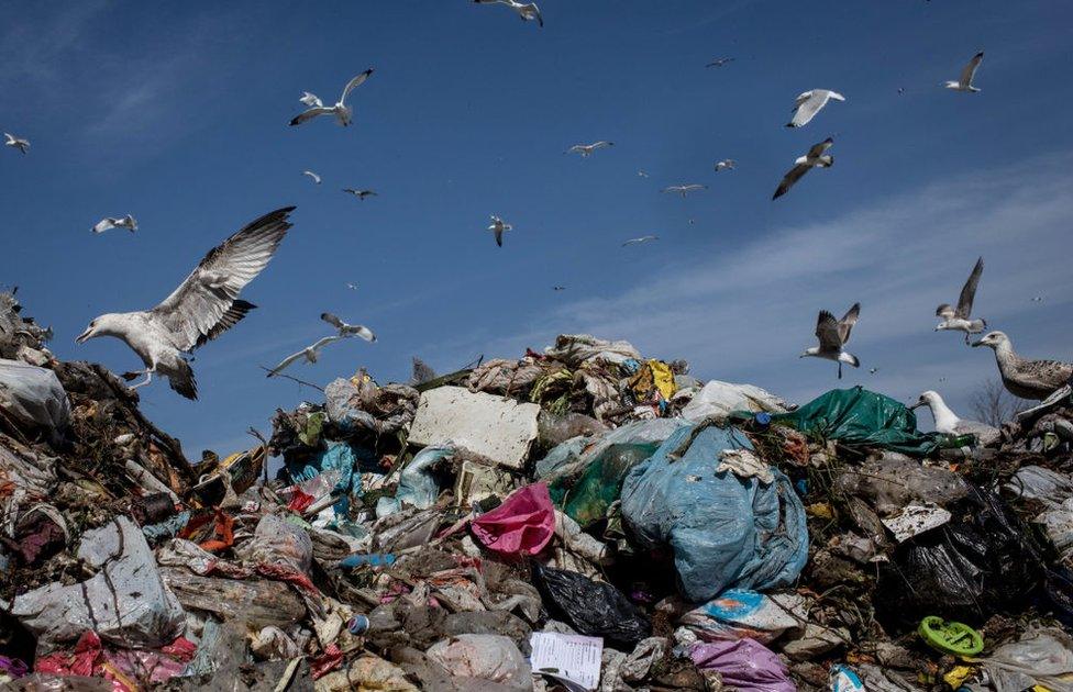 Seagulls pick through a waste facility in Turkey