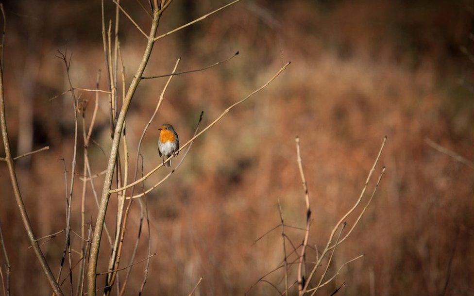 Robin Goch yng Ngwaun Hepste ger Ystradfellte ym Mannau Brycheiniog