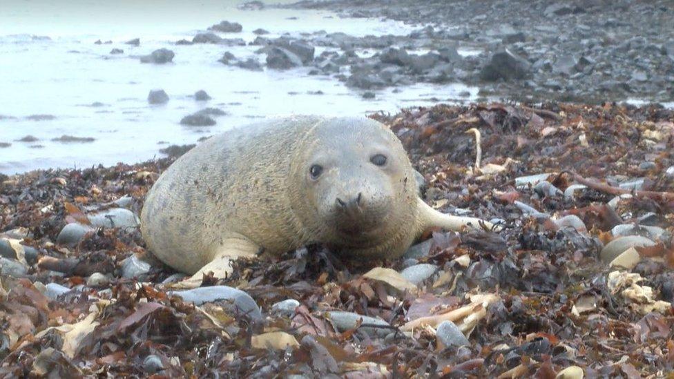 Seal pup