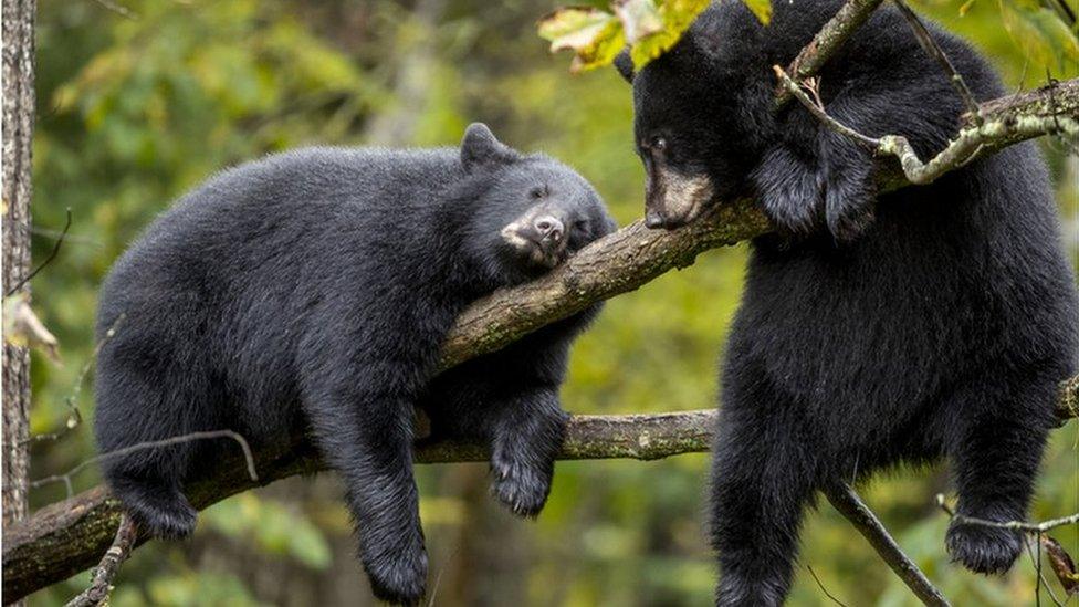 Two black bears in tree