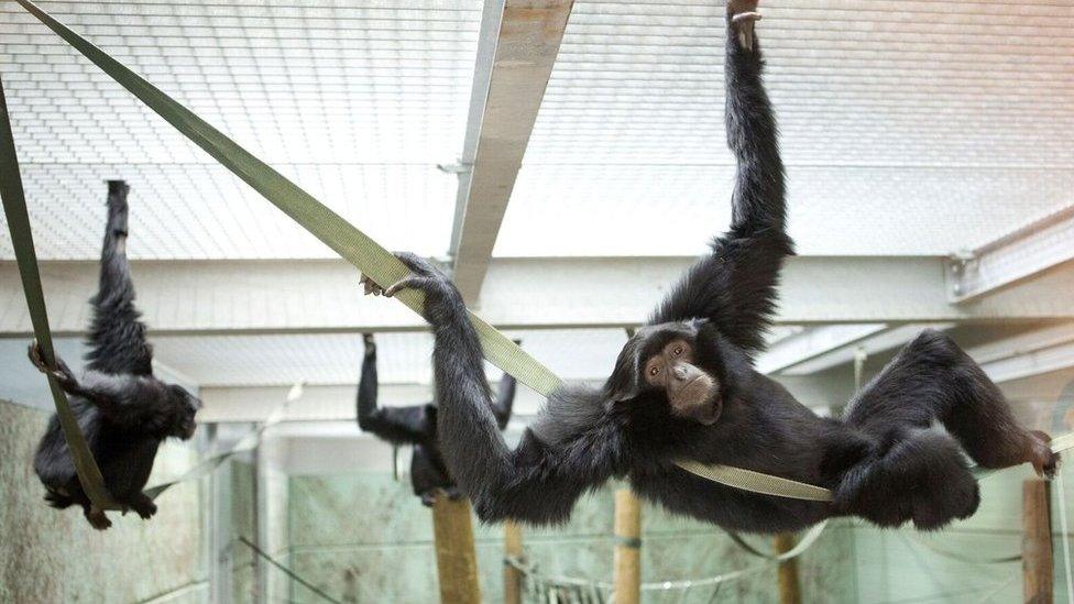 Siamang gibbons