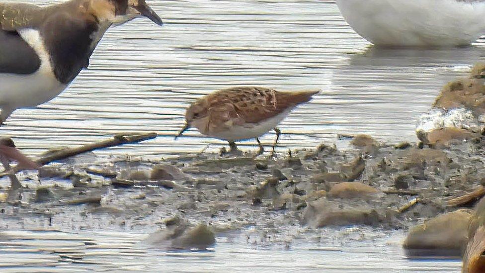 The long-toed stint