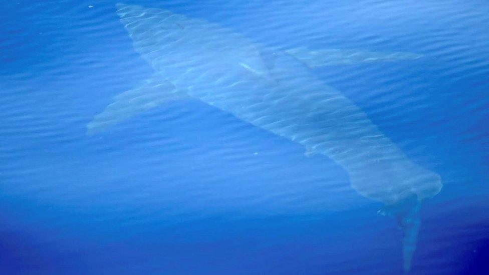 A handout photo made available by Alnitak Association on 29 June 2018 shows a great white shark swimming near the south coast of Mallorca, Spain.