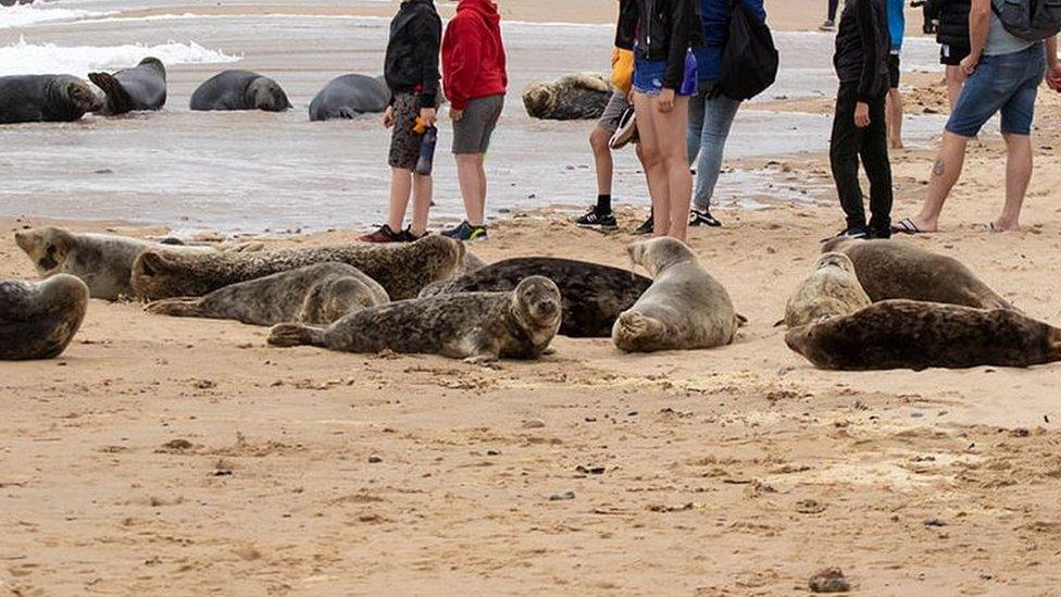 People close to seals on Horsey beach