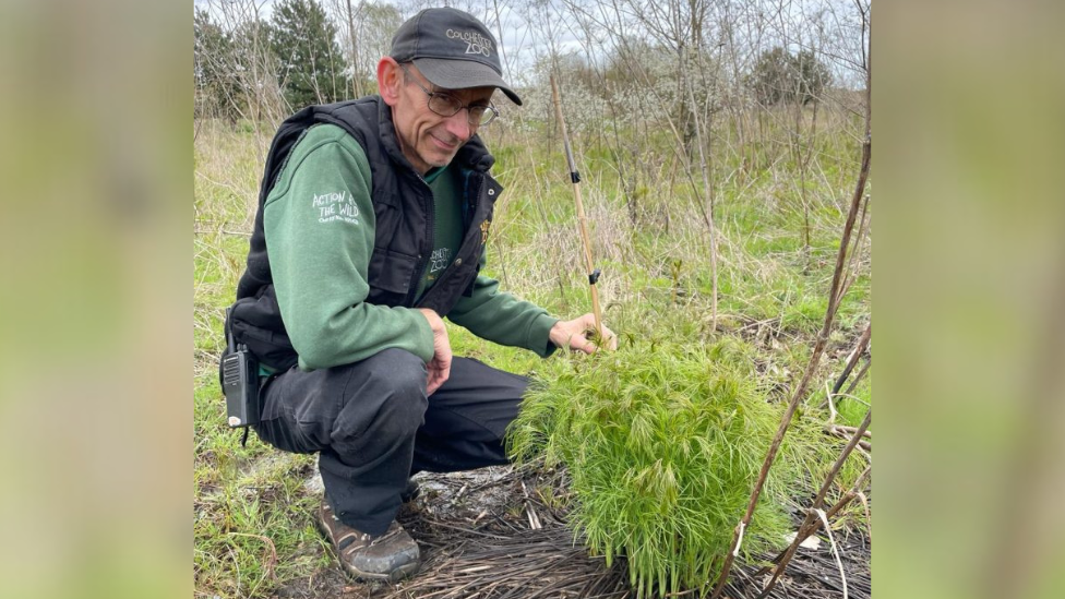 Glen Fairweather, from Colchester Zoo, kneels at the moth habitat in Clacton