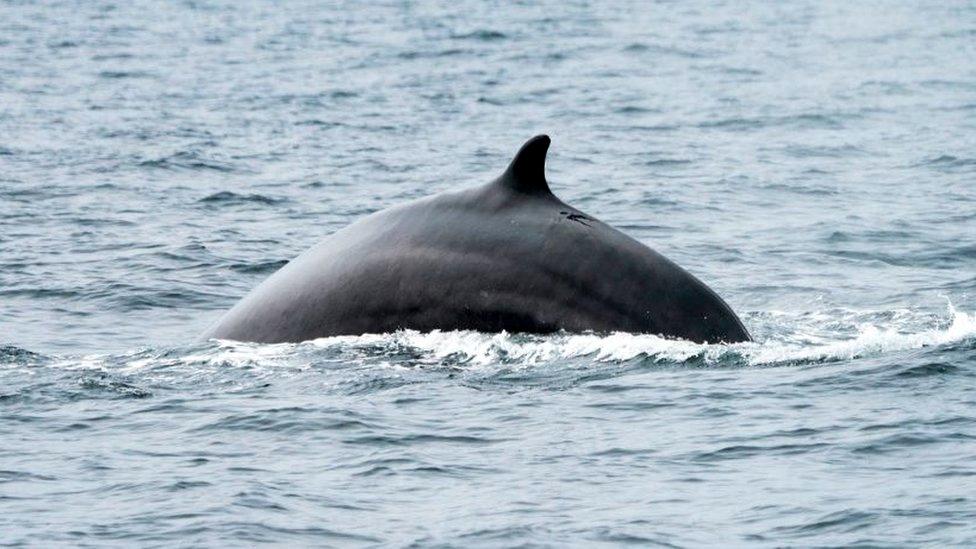 A fin whale