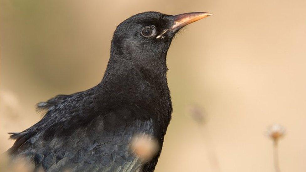 Chough