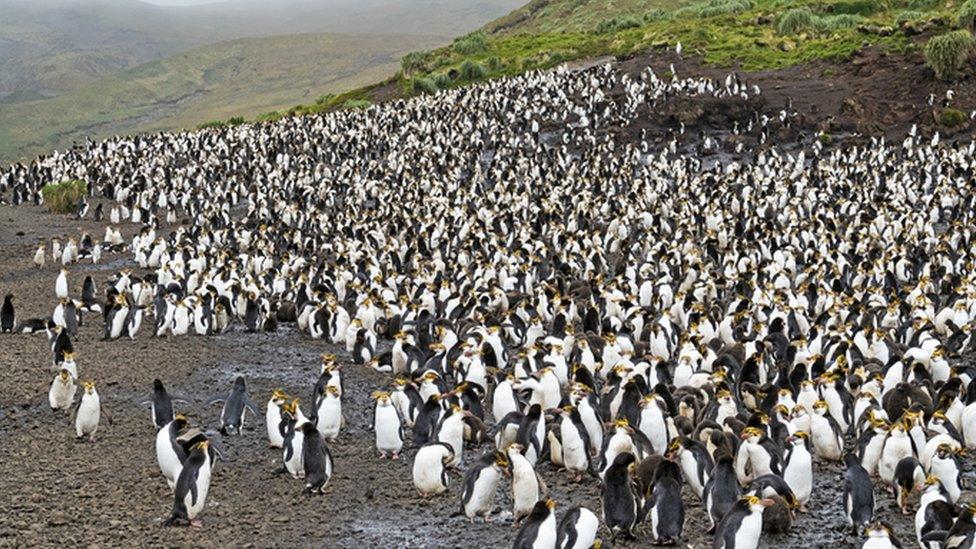 Rockhopper penguins, in a group