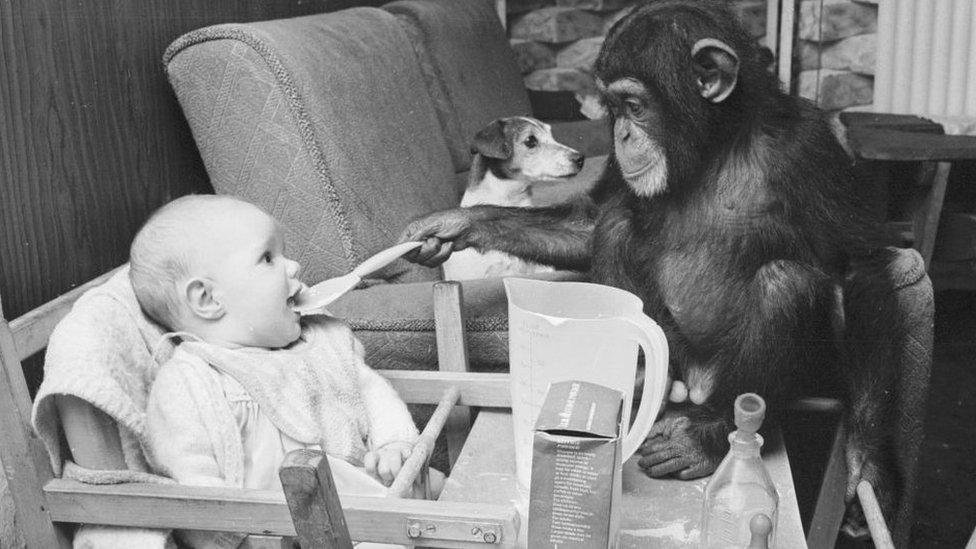 A chimp feeding a baby