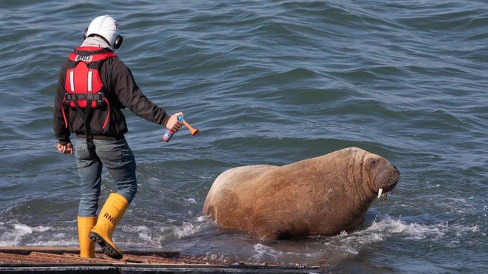 An RNLI crew member using an air horn to budge the walrus off the slipway