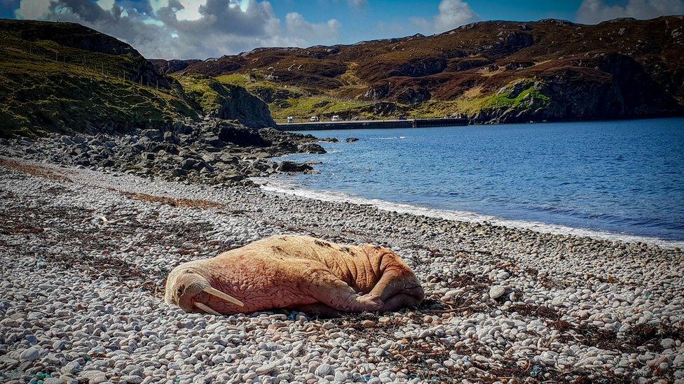 Walrus at Kinlochbervie