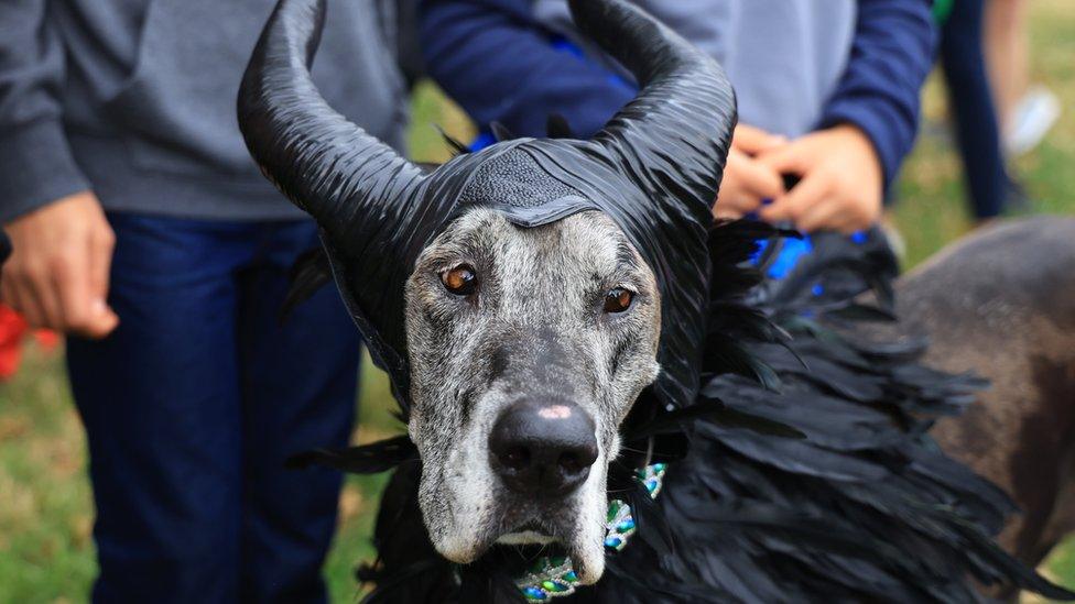 A dog dressed in horns to be Disney's Maleficent