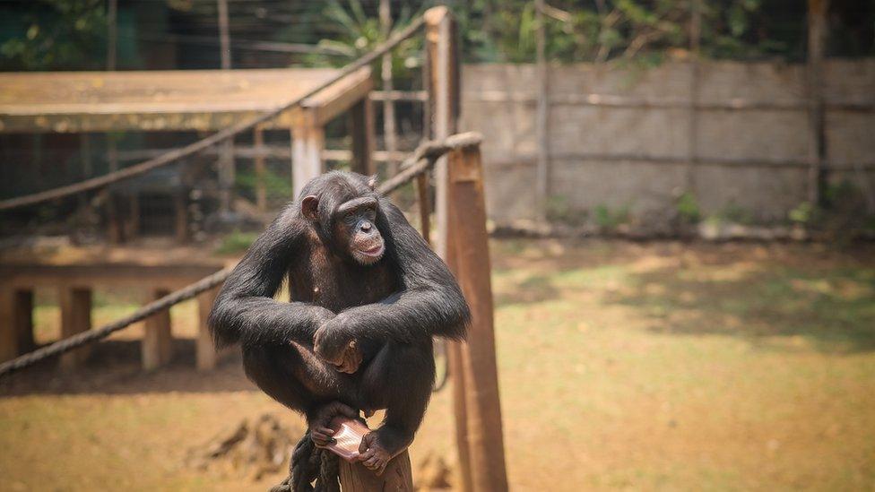 The alpha male of the group sits on the ropes in the perimeter enclosure