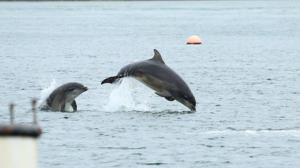 Dolphins Strangford