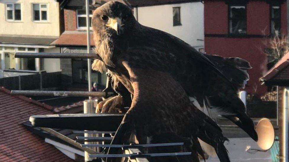 Bolt the Harris hawk