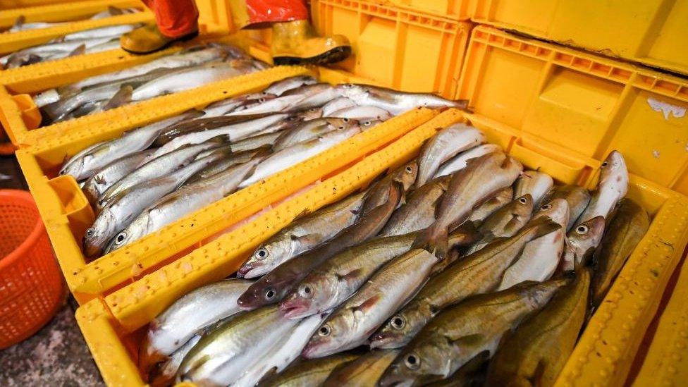 Boxes of fish at a fish market