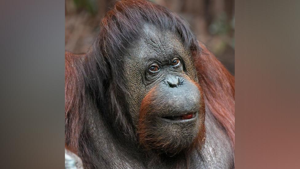 Martha at Chester Zoo