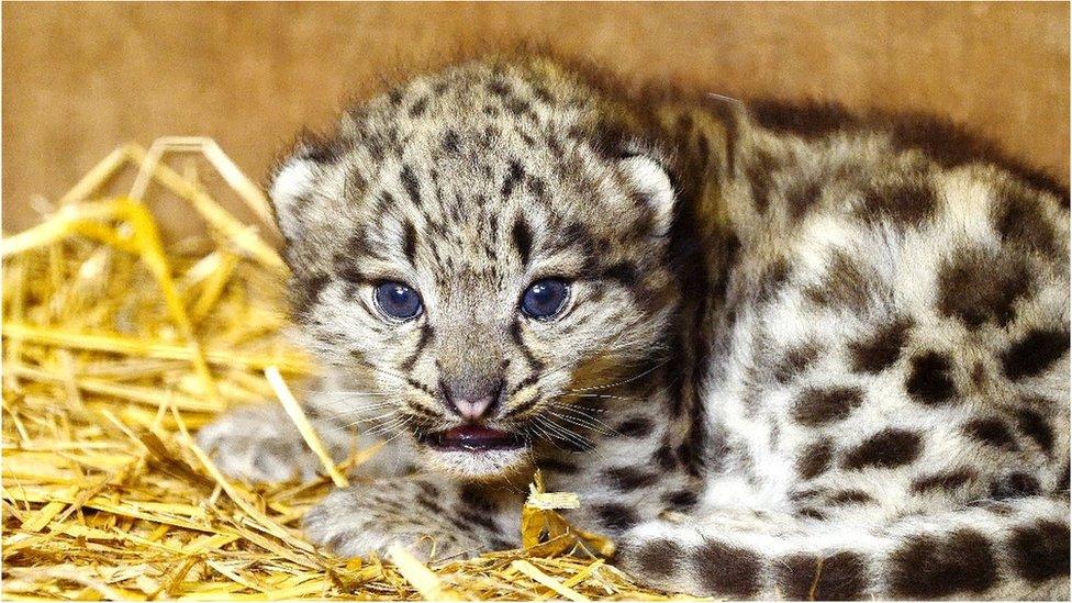 Snow Leopard Cub.