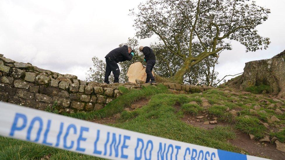 Two Northumbria Police forensic officers inspect the fallen tree