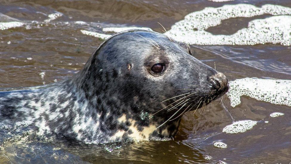 Grey seal