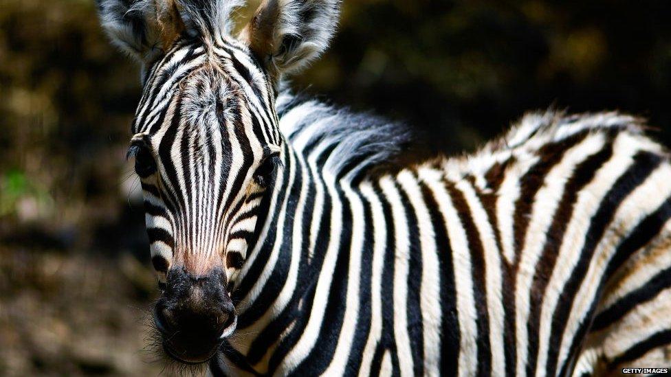 Zebra