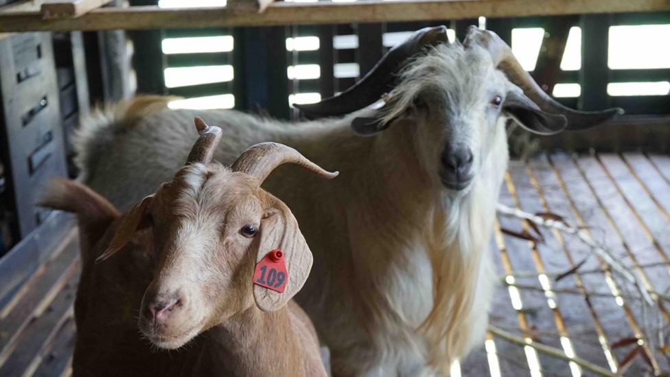 Kiko goats John and Tina