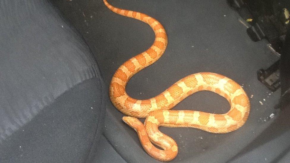 Mold taxi driver finds 4ft snake in cab - BBC News