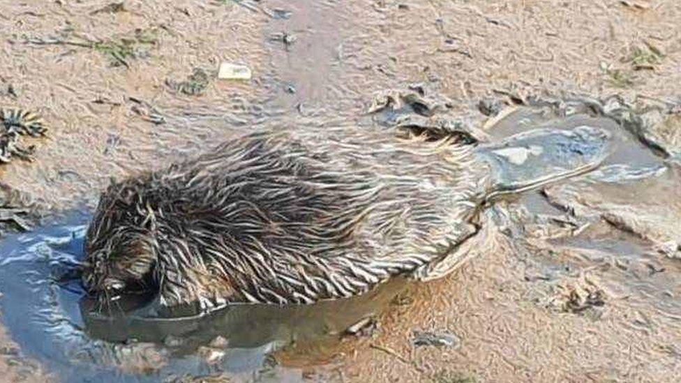 Beaver stuck in sand