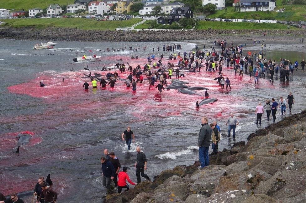 Inhabitants of the Faroe Islands go whaling in the bay in Sandavágur