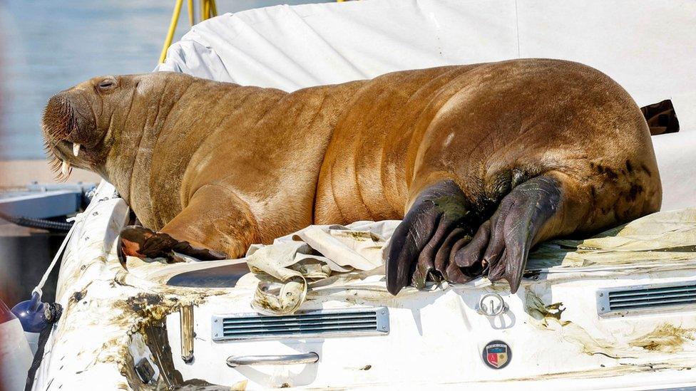 Freya the walrus on a boat.