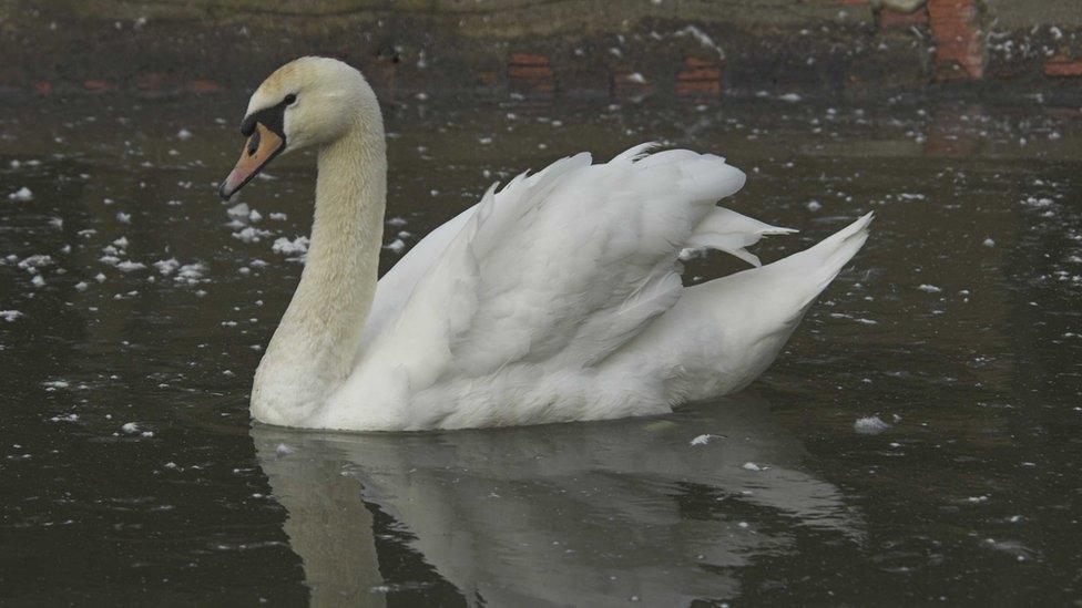 swan