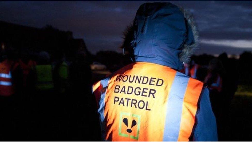 Wounded badger Patrol