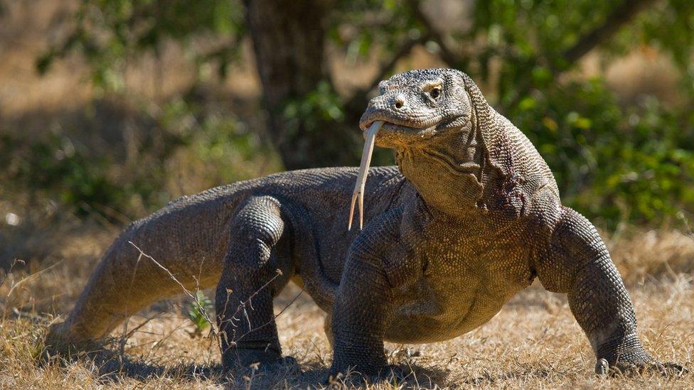 Komodo dragon