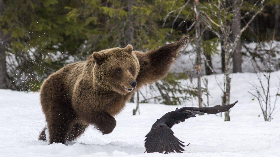 A mother bear scares away a raven