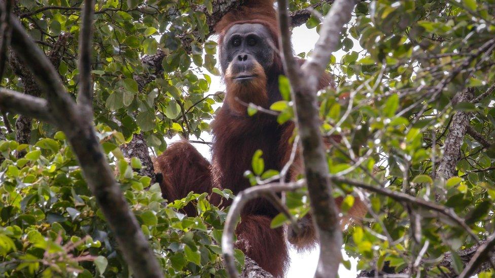 Orangutan in the wild