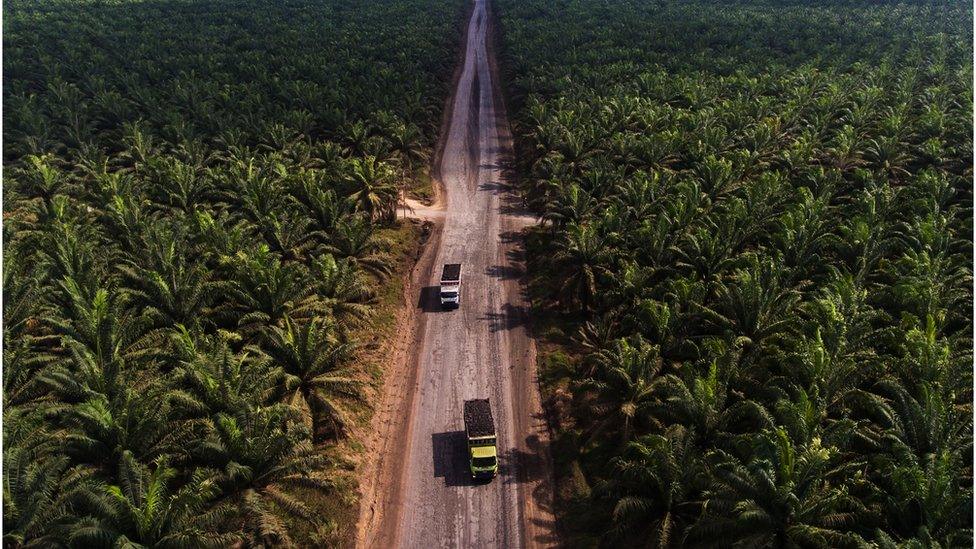 Palm plantation