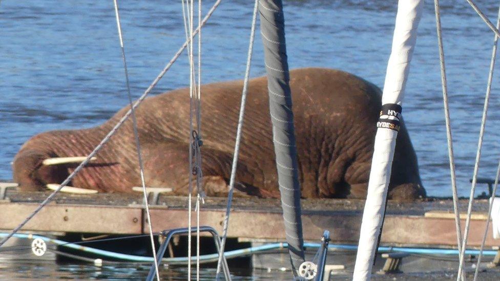 A large walrus appears to sleep on a pontoon in Blyth harbour