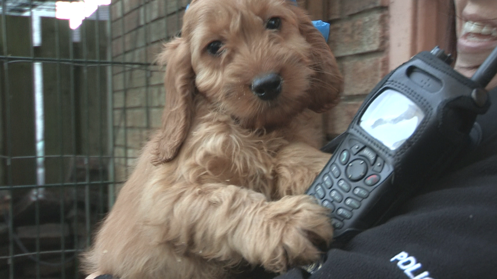 A rescued puppy being held by a police officer