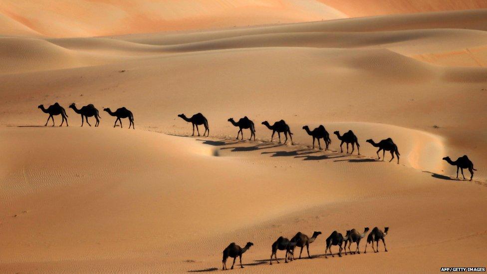 Camels in the desert