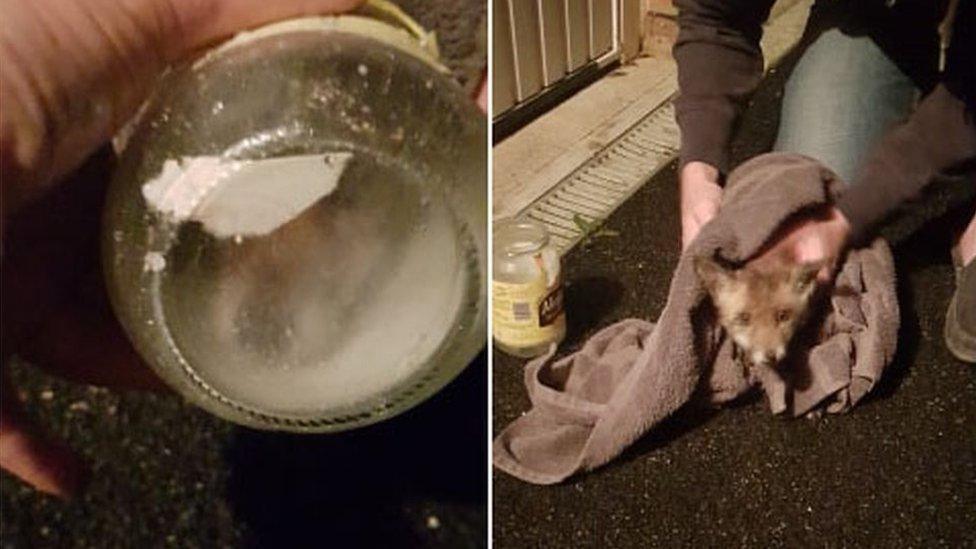 Fox gets head stuck in mayonnaise jar